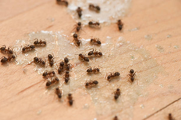 Best Ant Control Services  in Mount Clemens, MI